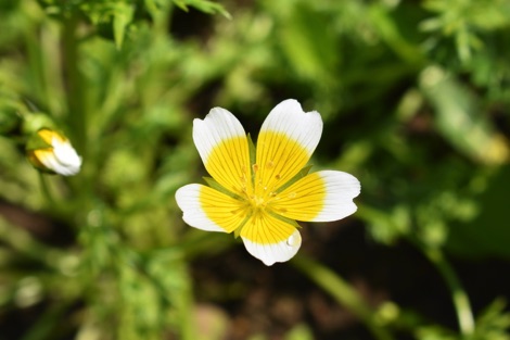 Poached egg plant